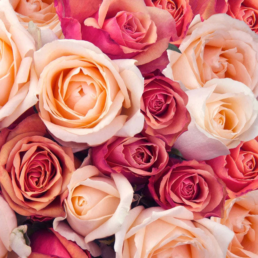 Rose Petal